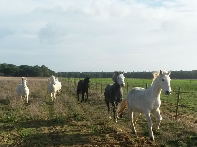 Haras des Evières