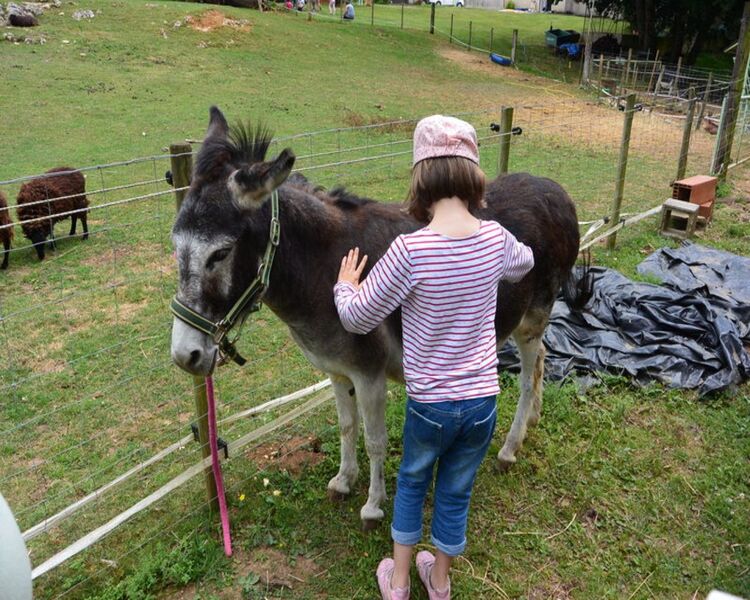 Les enfants prenant soin de l'âne