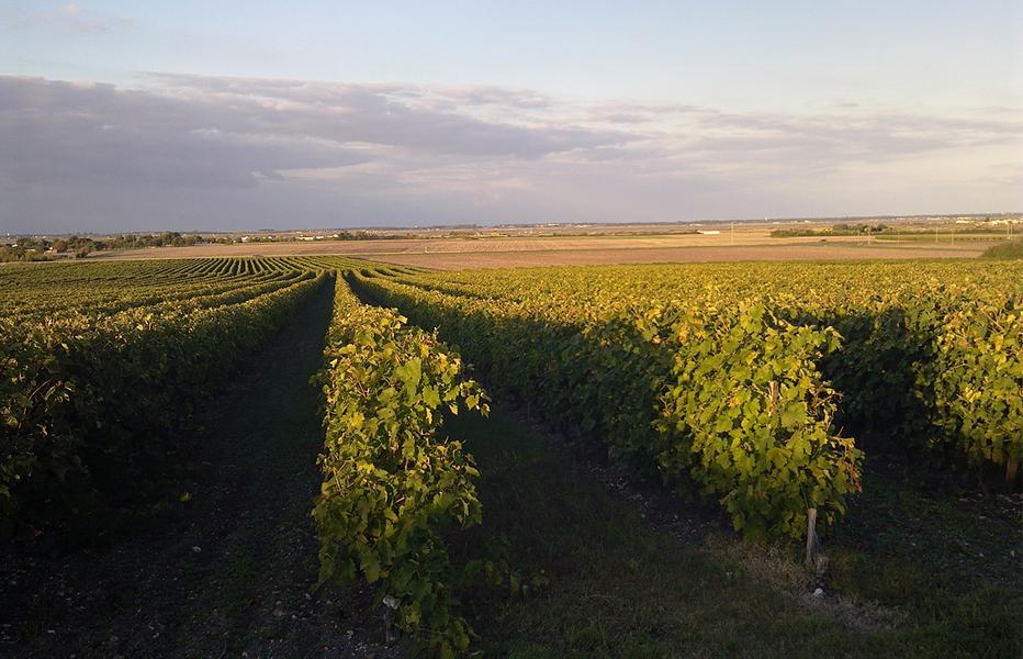Vignes