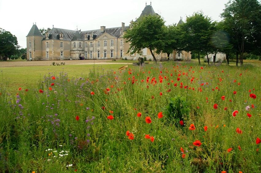 Chateau en arrière-plan, grand espace de verdure devant et espace végétalisé de coquelicots au premier plan
