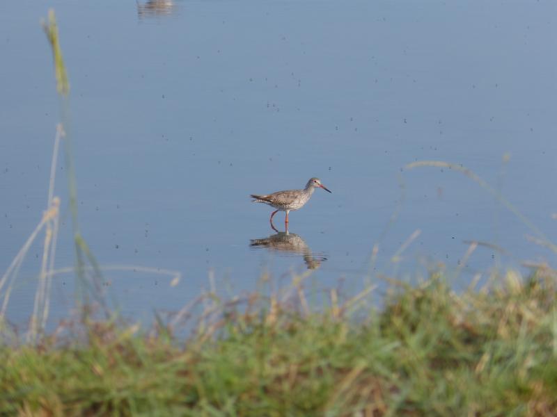 Reserve-Moeze-Oleron-LPO-Chevalier gambette