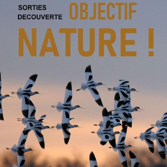 Sortie découverte de la nature dans les marais de Loix