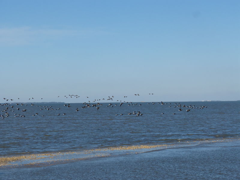 Les oiseaux à la pointe des doux - réserve naturelle de Moëze-Oléron