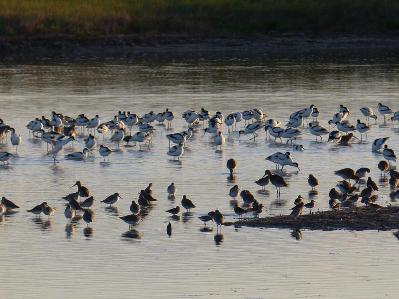 Au coeur de la réserve naturelle de Moëze-Oléron