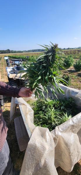 Cannapoitou Chanvre Bio