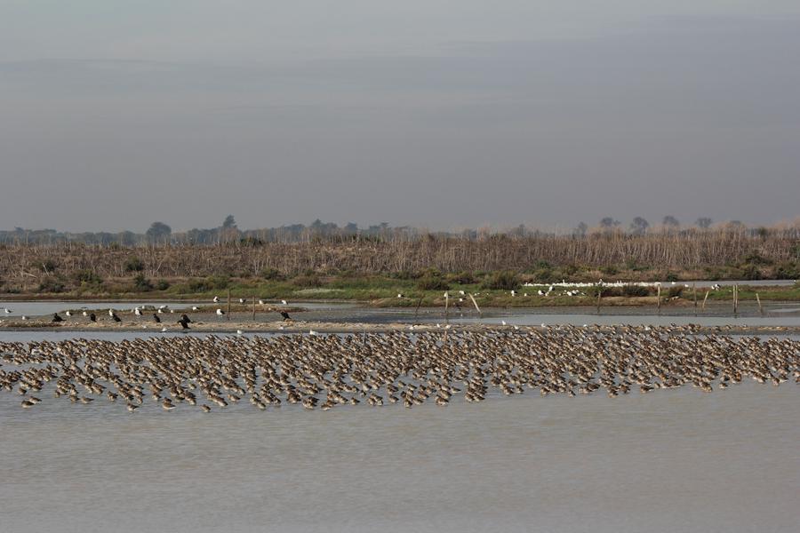 groupe de limicoles dans la réserve