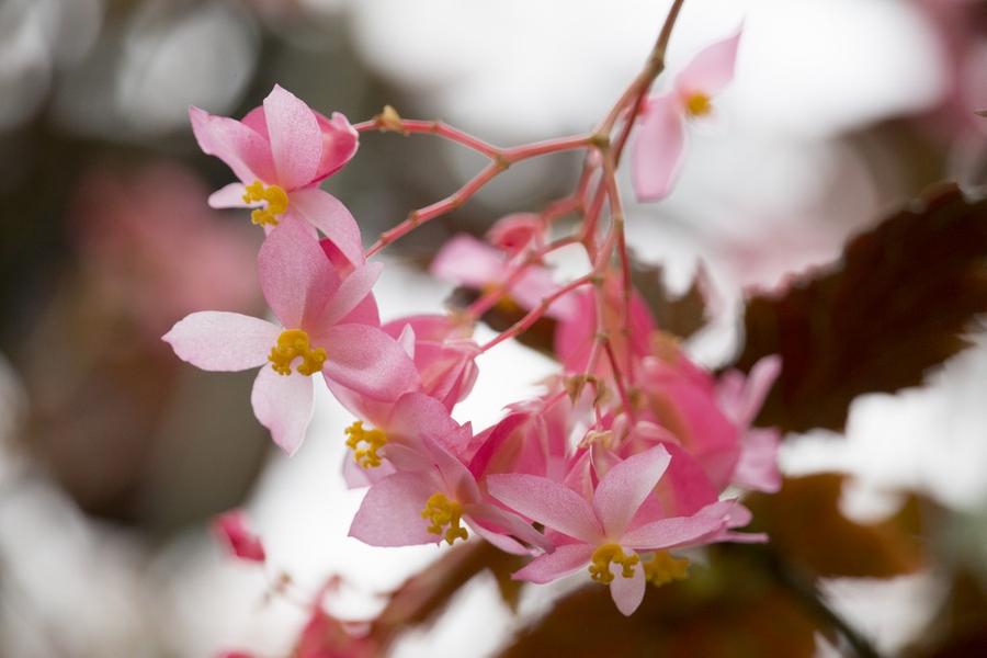 Conservatoire du Bégonia à Rochefort