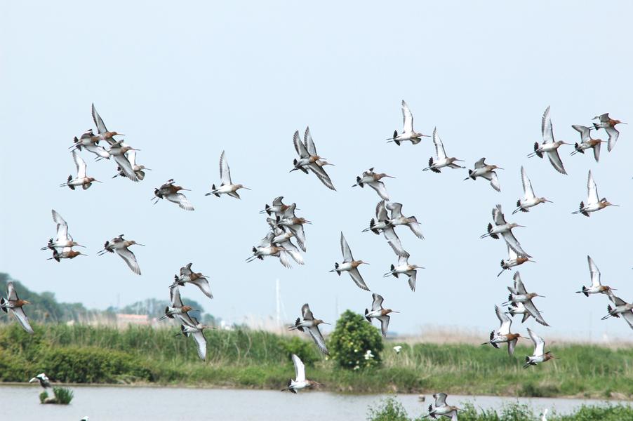 sortie spéciale oiseaux : Barges à queues noires