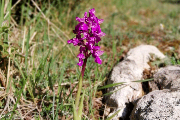 sorties orchidées