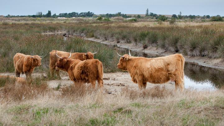 La Réserve Naturelle du marais d'Yves