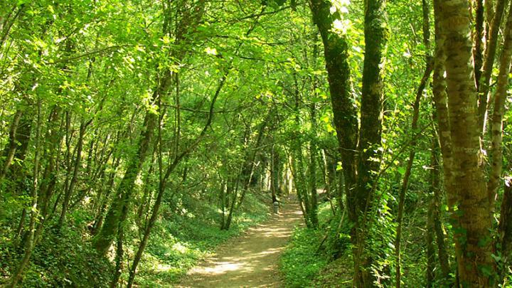 Le développement forestier