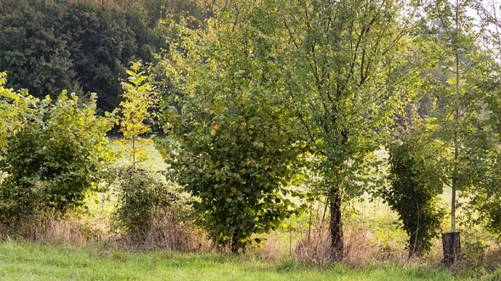 Les paysages ruraux