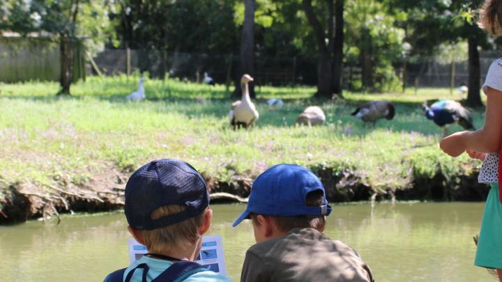 Le Marais aux oiseaux
