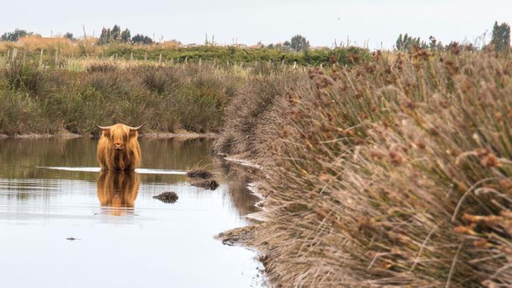 La Réserve Naturelle du marais d'Yves
