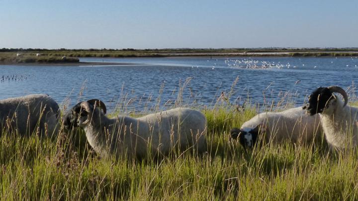 La Réserve Naturelle de Moëze-Oléron