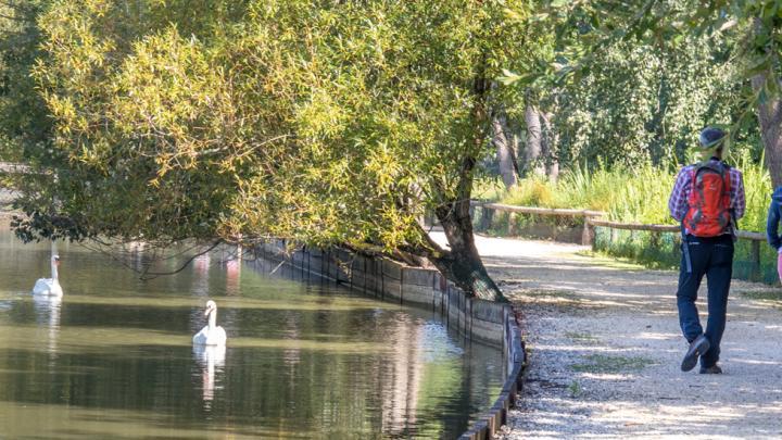 Le Marais aux oiseaux